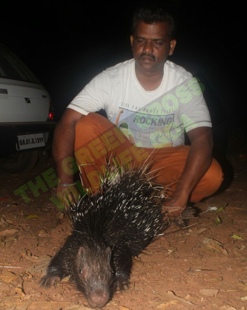 Porcupine