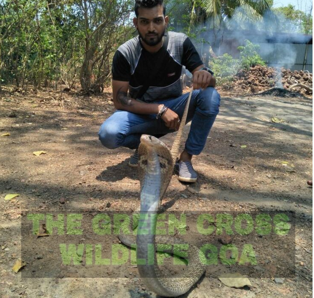 Indian Spectacled Cobra